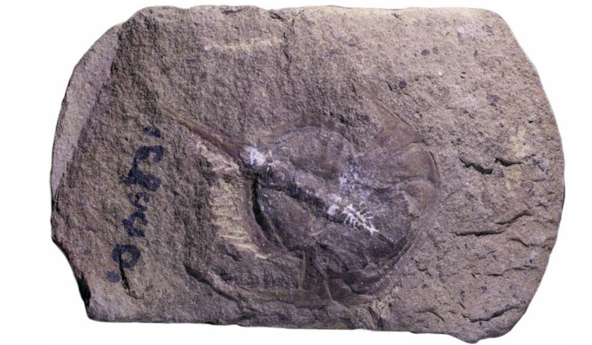 The brain (white at center) of an extinct horseshoe crab called Euproops danae was fossilized in a clay mineral called kaolinite.
